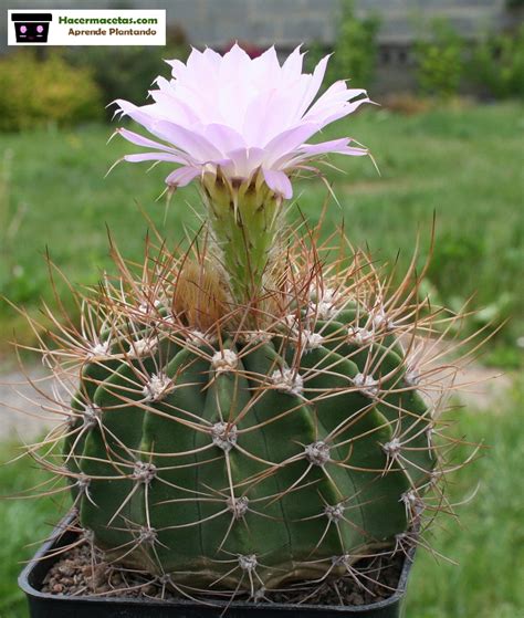 tipos de cactus con flores.